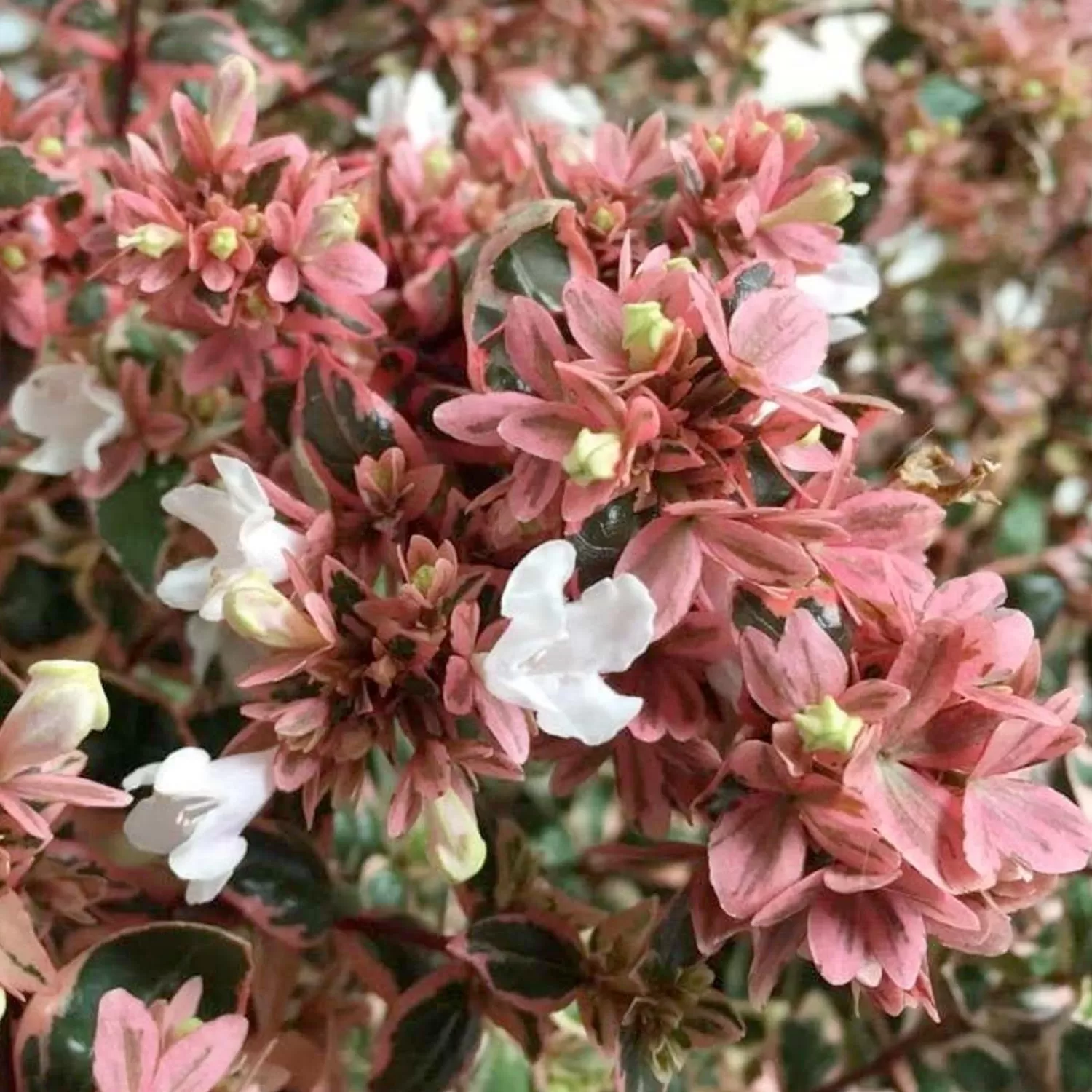 Abelia 'Magic Daydream' Pp - Magic Daydream Abelia - 2 Gallon>Roger's Gardens Best