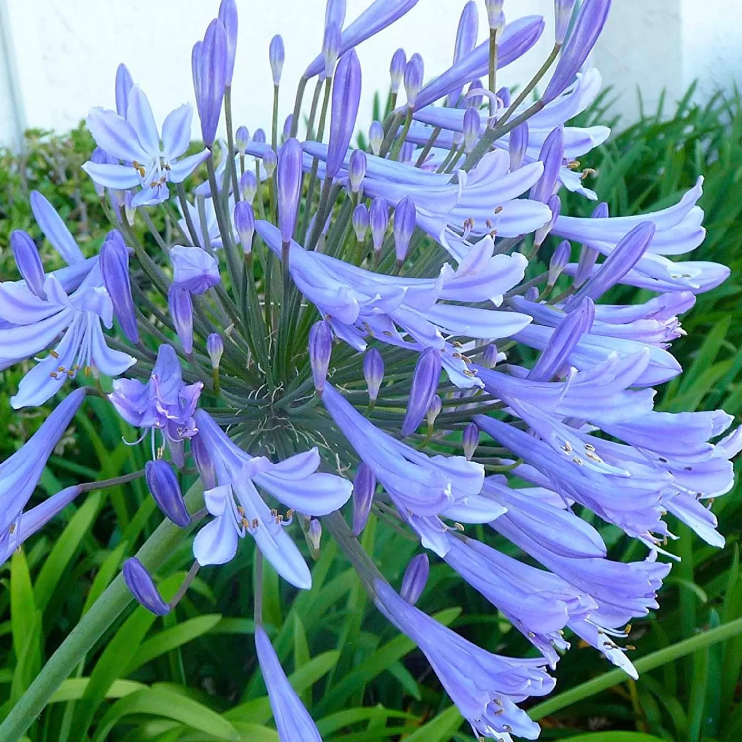 Agapanthus Africanus - Agapanthus - 5 Gallon>Roger's Gardens Cheap