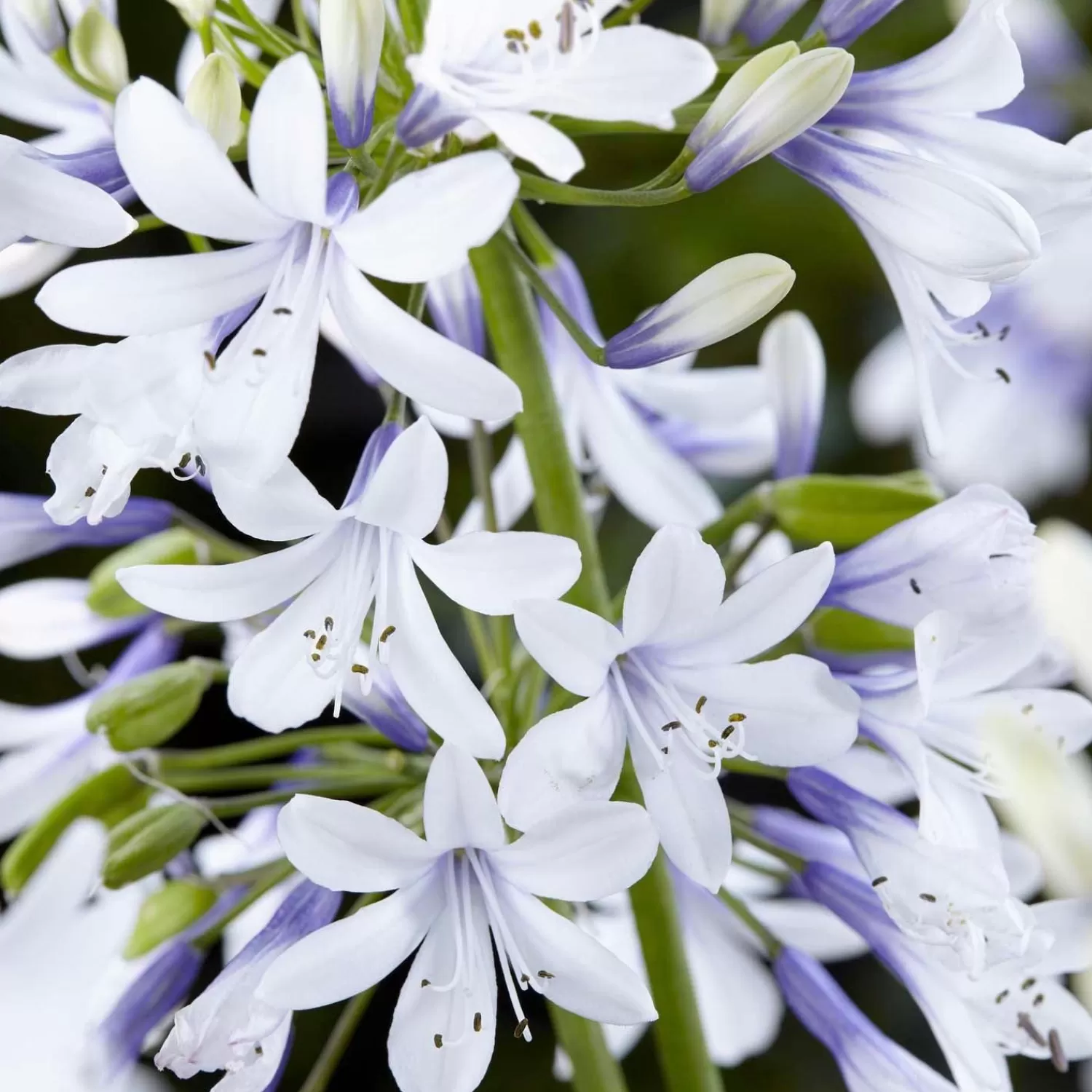 Agapanthus 'Twister' Pp - Twister Agapanthus - 2 Gallon>Roger's Gardens Sale