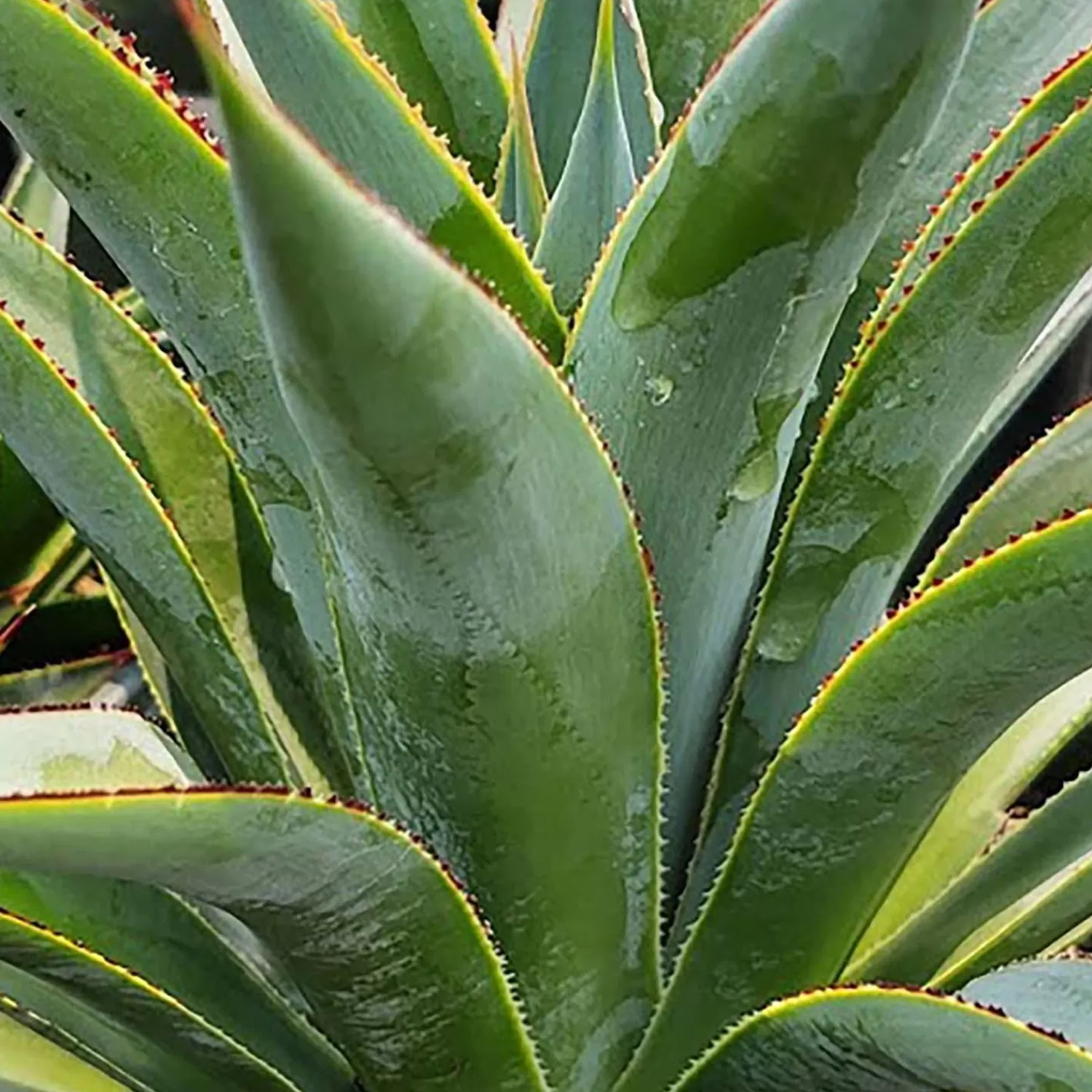 Agave 'Fountain Surprise' - Fountain Surprise Agave - 2 Gallon>Roger's Gardens Clearance