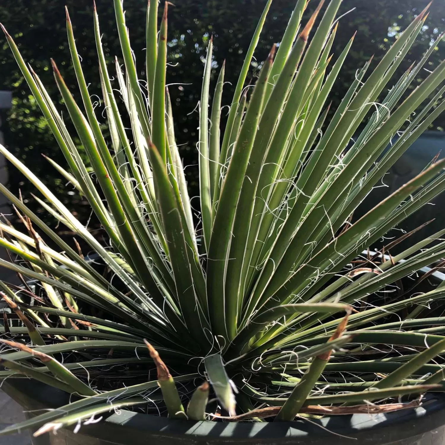 Agave Gemin. 'Green Surprise' - Green Surprise Agave - 5 Gallon>Roger's Gardens Hot