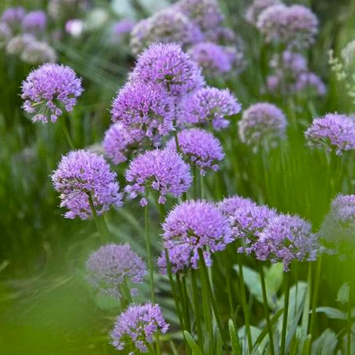 Allium 'Millenium' - Millenium Ornamental Onion - 1 Gallon>Roger's Gardens Discount