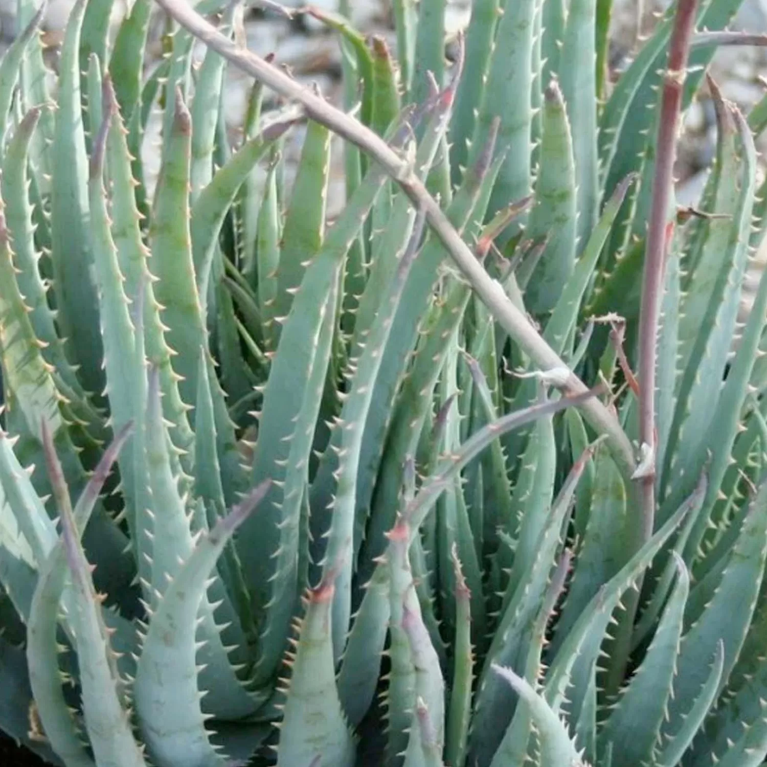 Aloe 'Blue Elf' - Blue Elf Aloe - 1 Gallon>Roger's Gardens Online