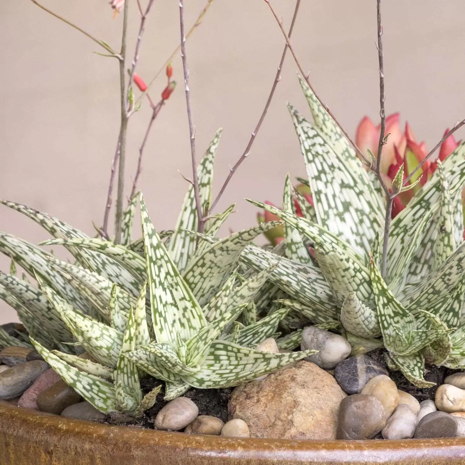 Aloe 'Guido'® - Retro Succulents Guido Aloe - 1 Gallon>Roger's Gardens Shop