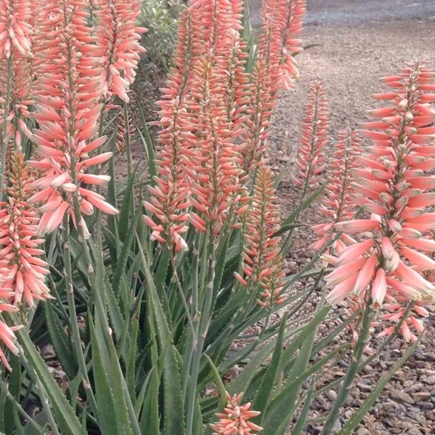 Aloe 'safari Rose' Pp - Safari Rose Aloe - 2 Gallon>Roger's Gardens Flash Sale