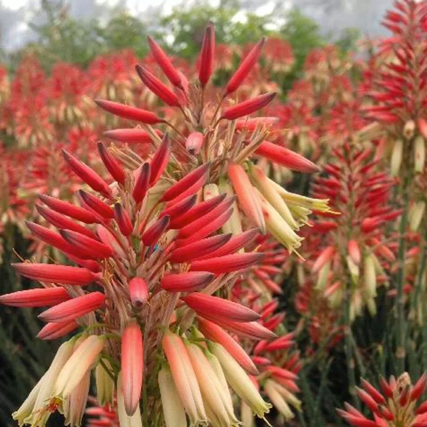 Aloe 'safari Sunrise' Pp - Safari Sunset Aloe - 1 Gallon>Roger's Gardens Cheap