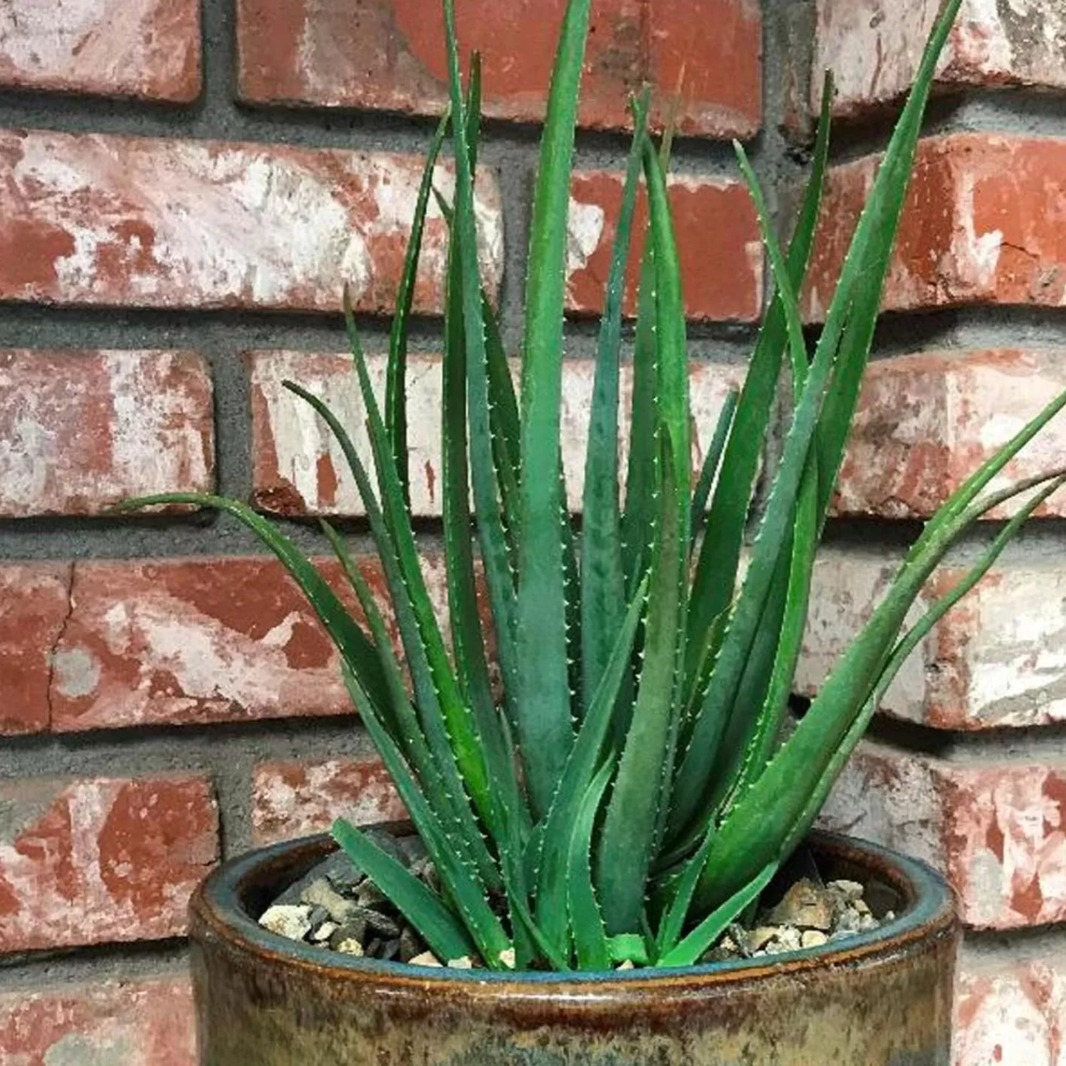 Aloe 'safari Sunset' Pp - Safari Sunrise Aloe - 2 Gallon>Roger's Gardens Hot