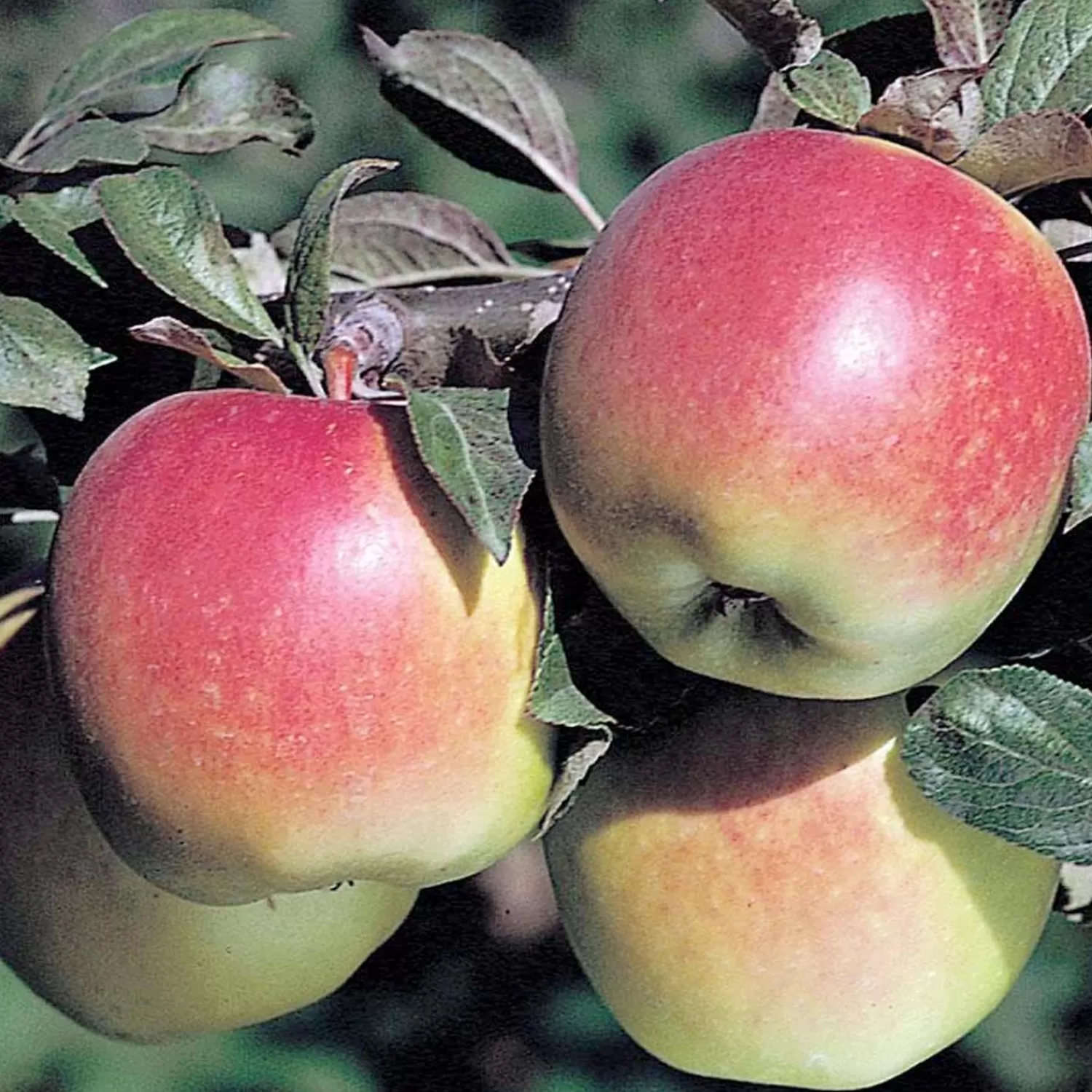 Apple 'Anna' - Dwarf - #10 Gallon>Roger's Gardens Best