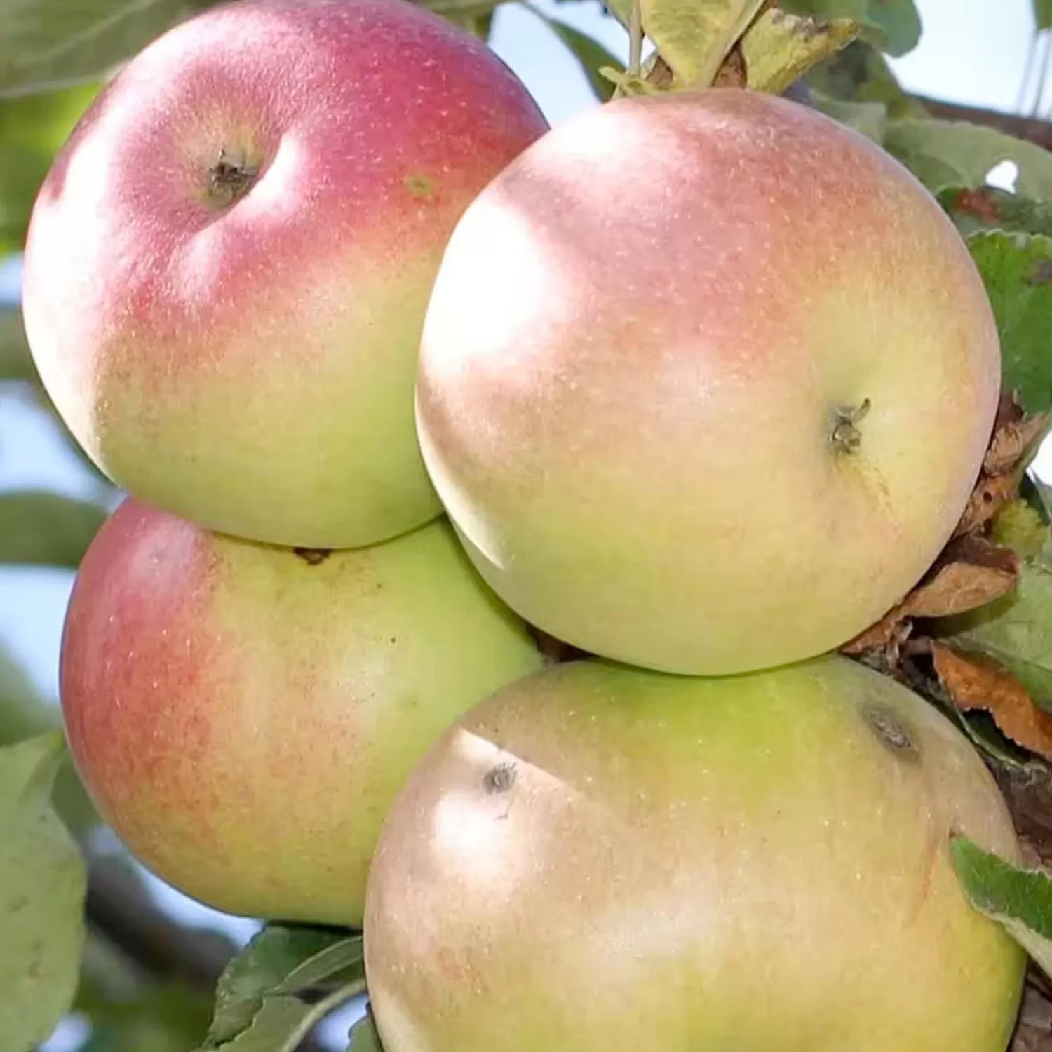 Apple 'Beverly Hills' - Semi-Dwarf - #5 Gallon>Roger's Gardens Discount