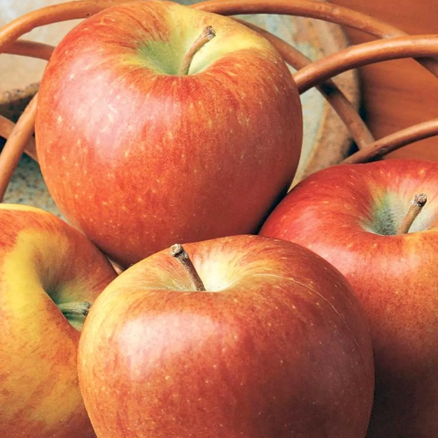 Apple 'Braeburn' - Semi-Dwarf - #15 Gallon>Roger's Gardens Store