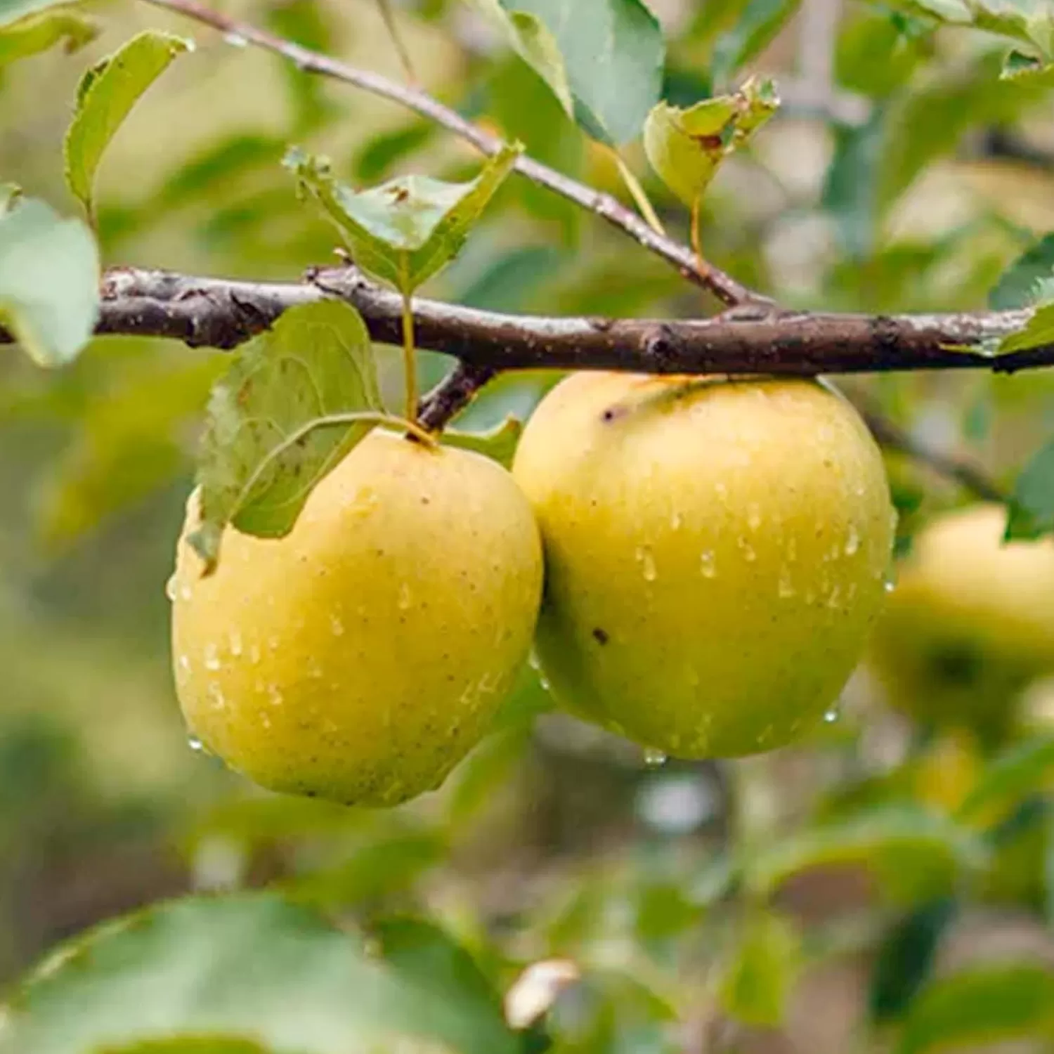 Apple 'Ein Shemer' - Semi-Dwarf - #15 Gallon>Roger's Gardens Fashion