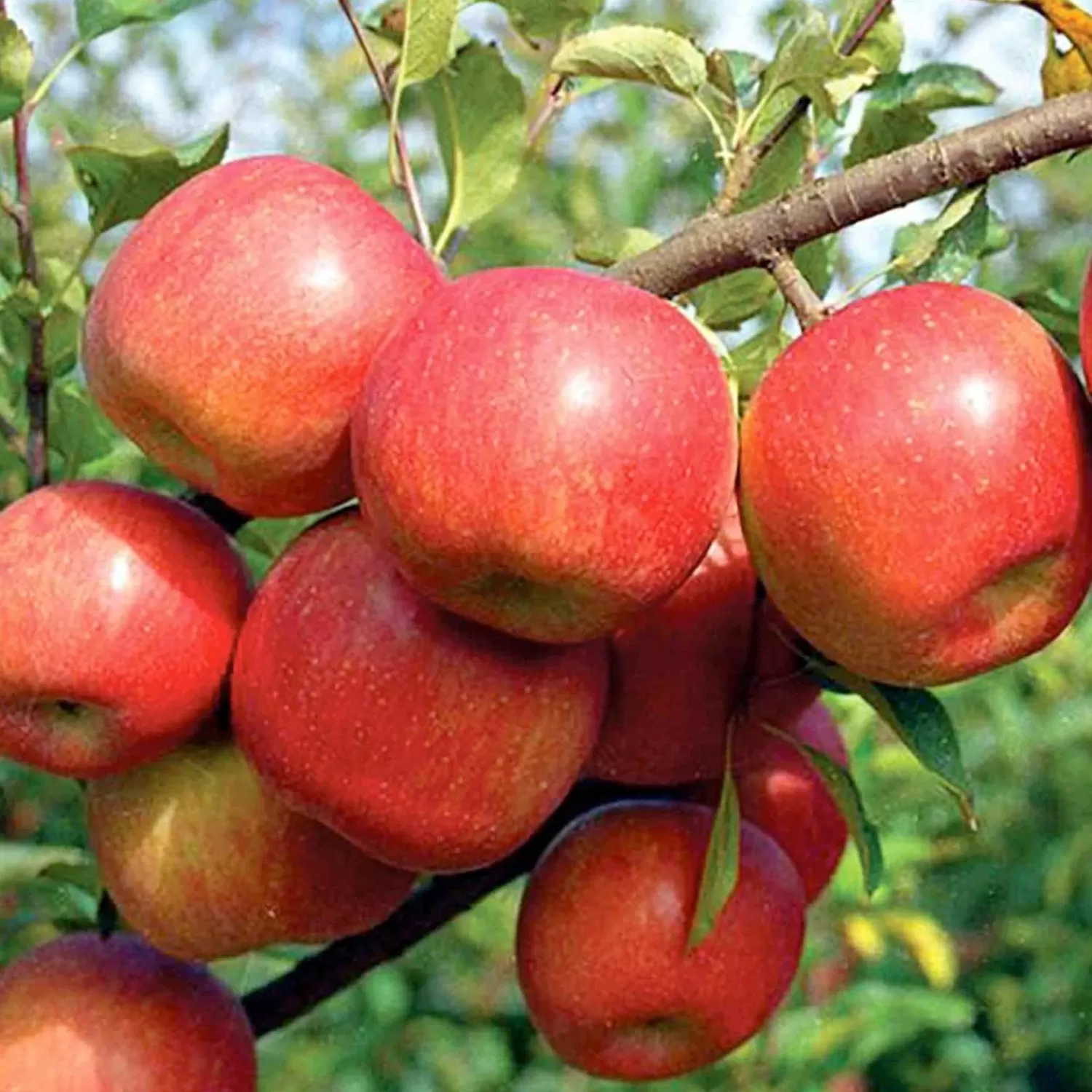 Apple 'Fuji' - Dwarf - #5 Gallon>Roger's Gardens Cheap