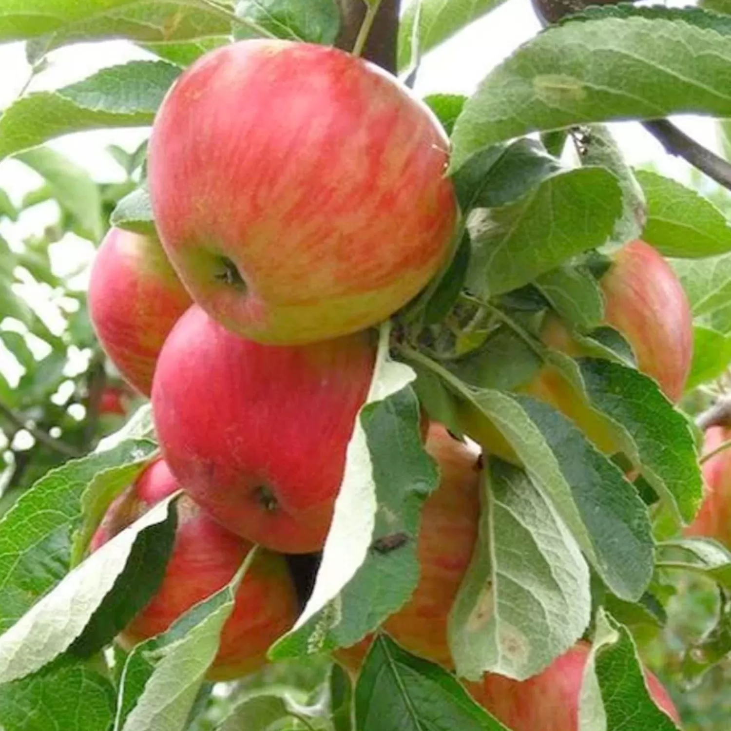 Apple 'Gala' - Semi-Dwarf - 24" Box>Roger's Gardens Discount