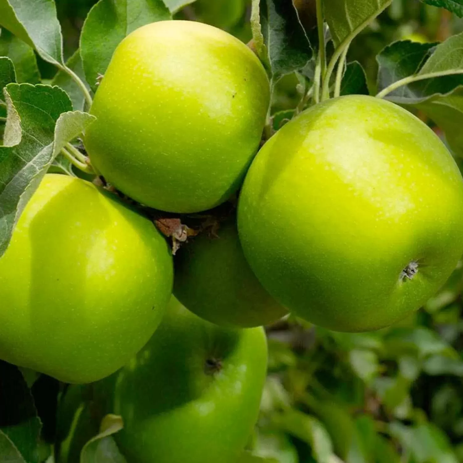 Apple 'Granny Smith' - Semi-Dwarf - 24" Box>Roger's Gardens Discount