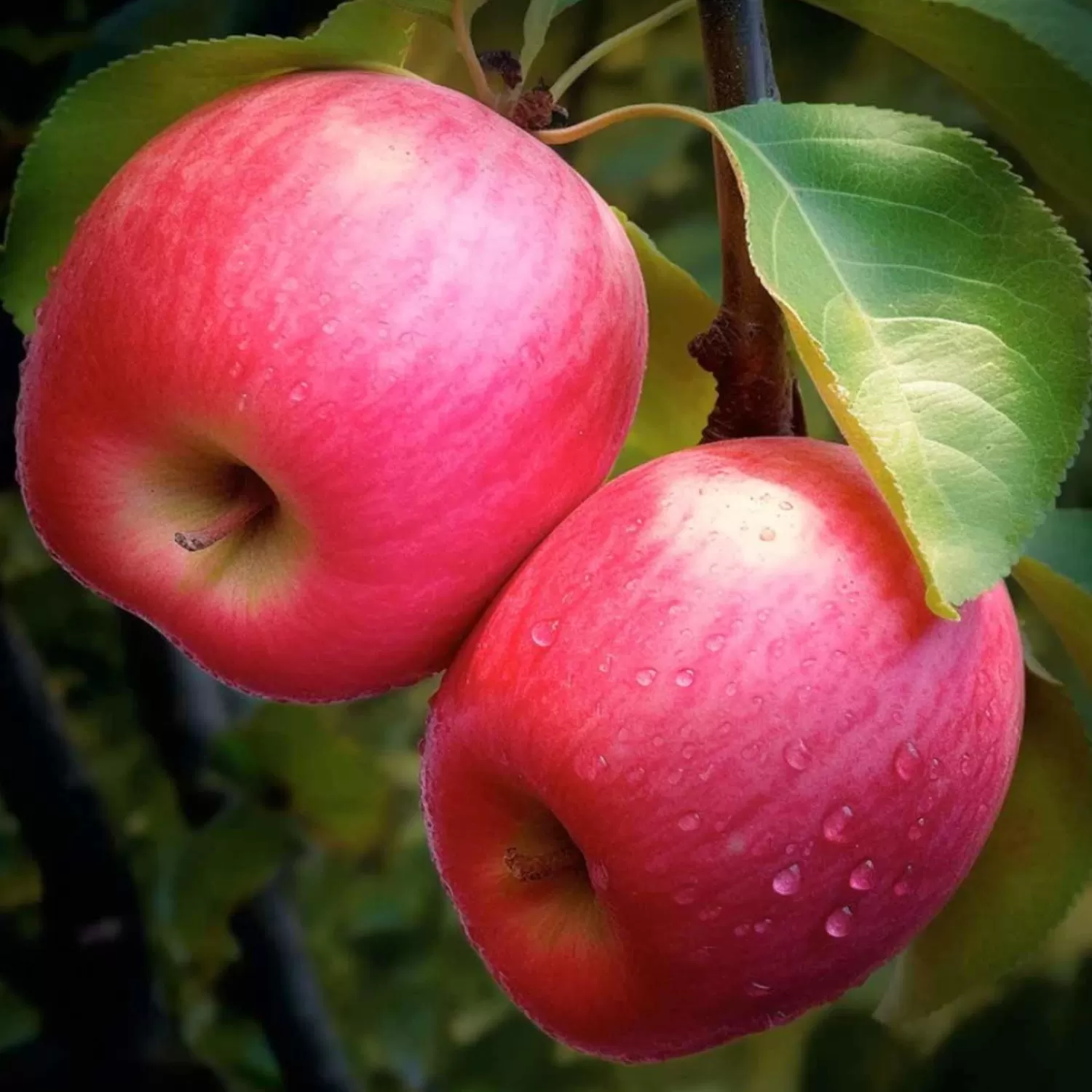 Apple 'Pink Lady' - Semi-Dwarf - #15 Gallon>Roger's Gardens Best Sale