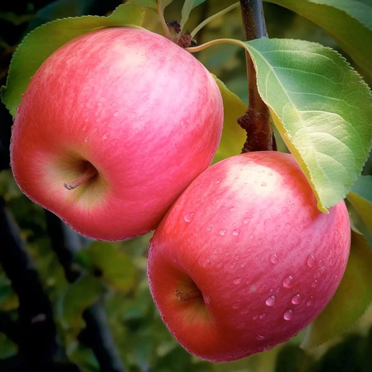 Apple 'Pink Lady' - Semi-Dwarf - 24" Box>Roger's Gardens Cheap