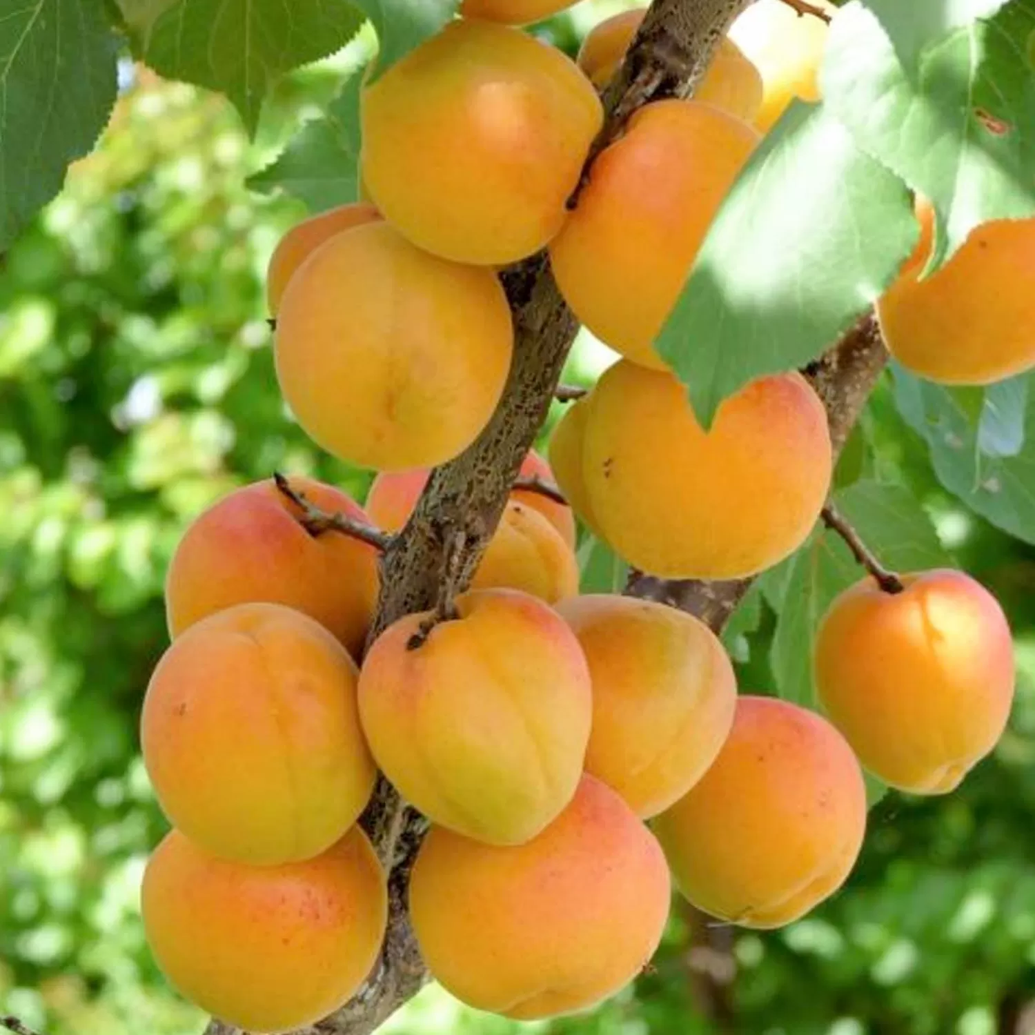 Apricot 'Blenheim (Royal)' - Semi-Dwarf - #15 Gallon>Roger's Gardens Clearance