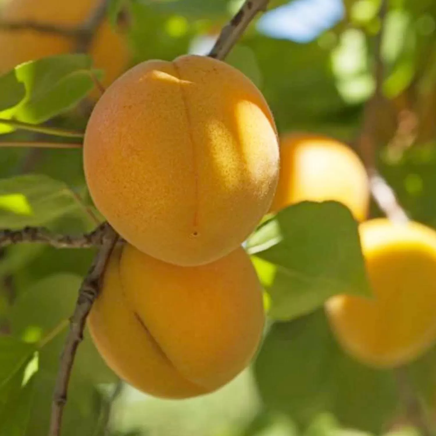 Apricot 'Gold Kist' - Std.Root - #5 Gallon>Roger's Gardens Sale