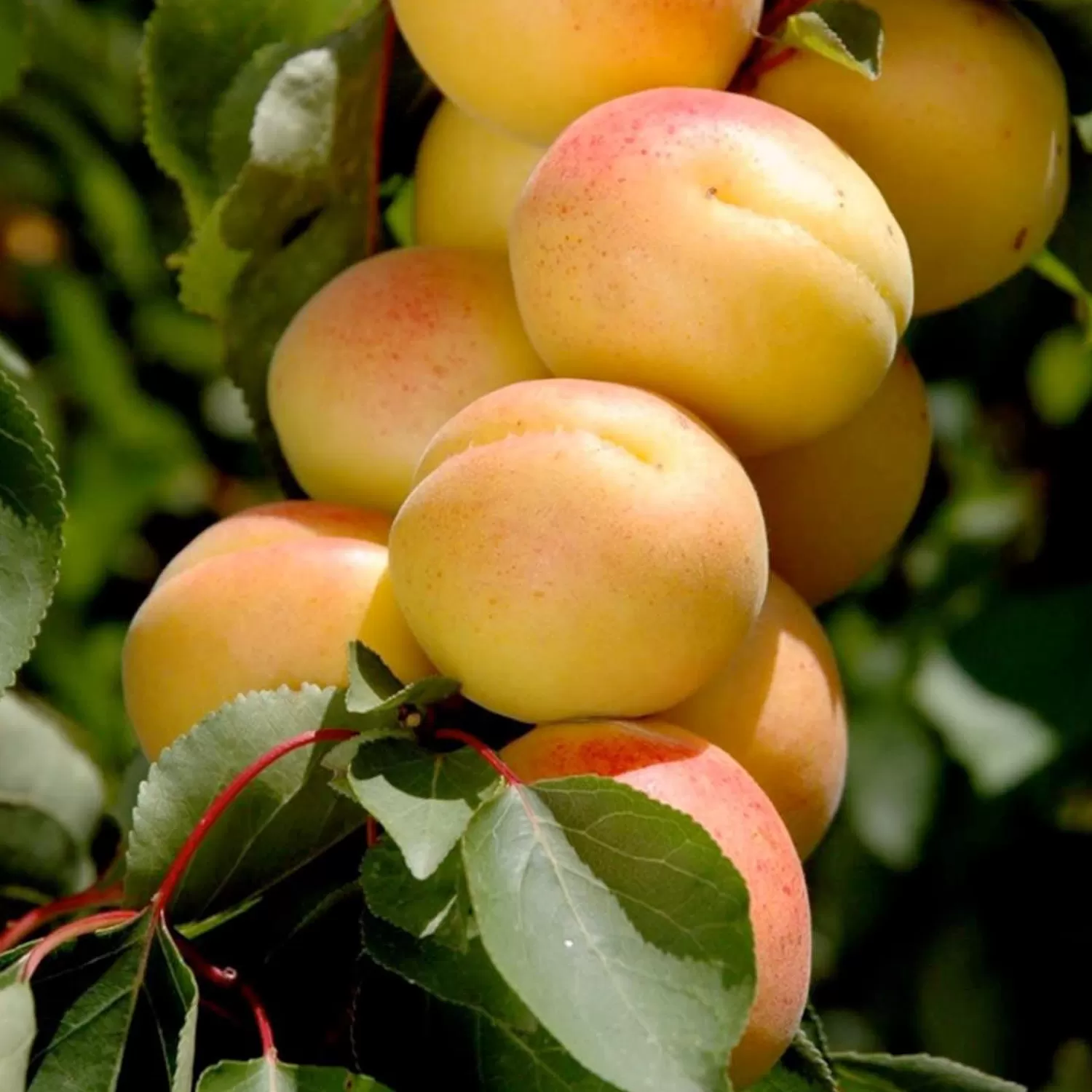 Apricot 'Katy' - Std.Root - #5 Gallon>Roger's Gardens Sale