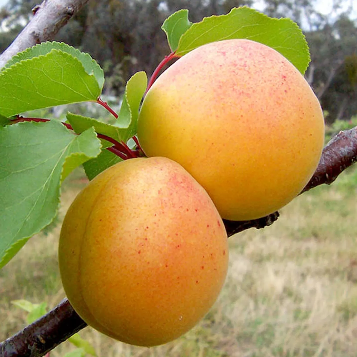 Apricot 'Pixie-Cot' - Miniature - #5 Gallon>Roger's Gardens Online