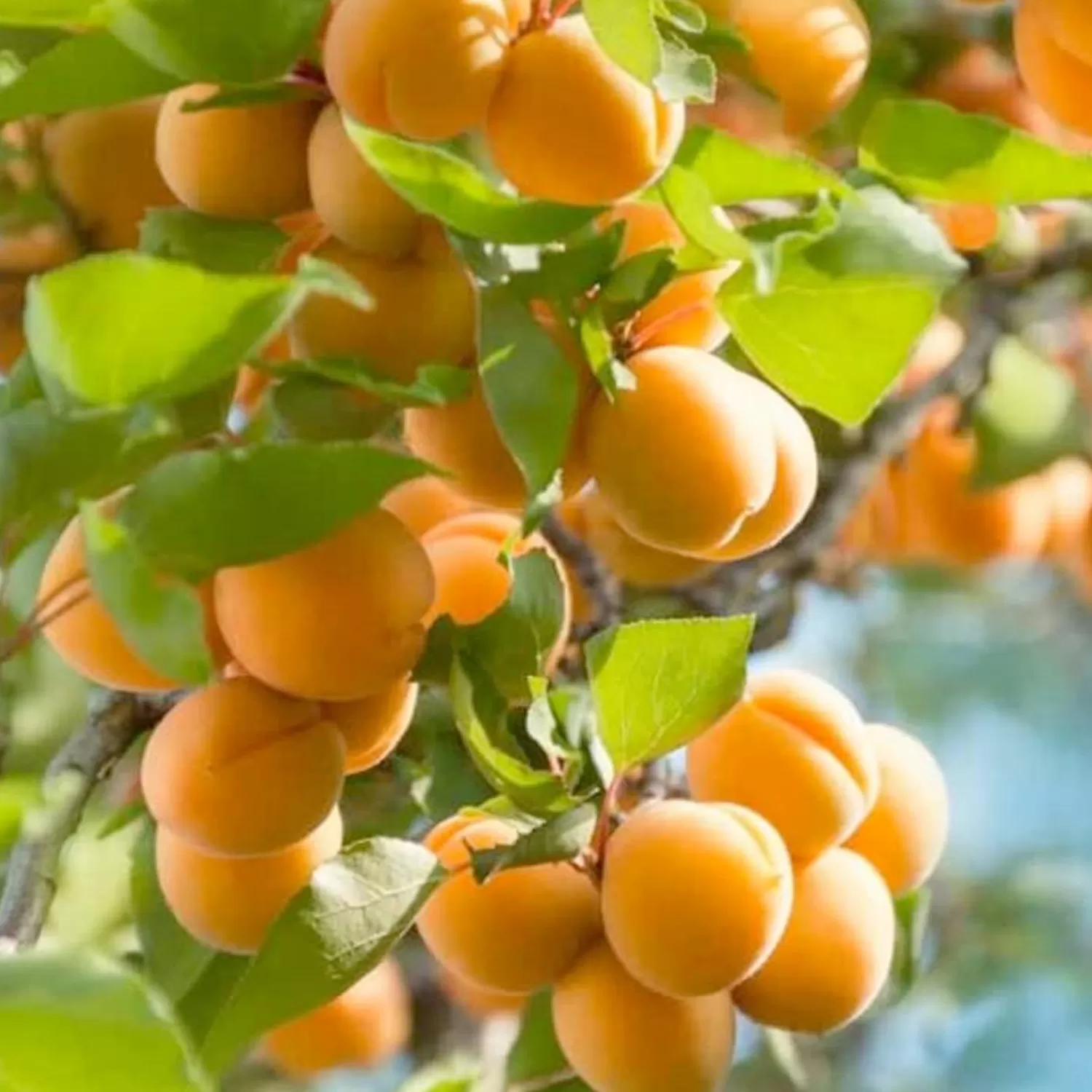 Apricot 'Tropic Gold' - Semi-Dwarf - #5 Gallon>Roger's Gardens Sale