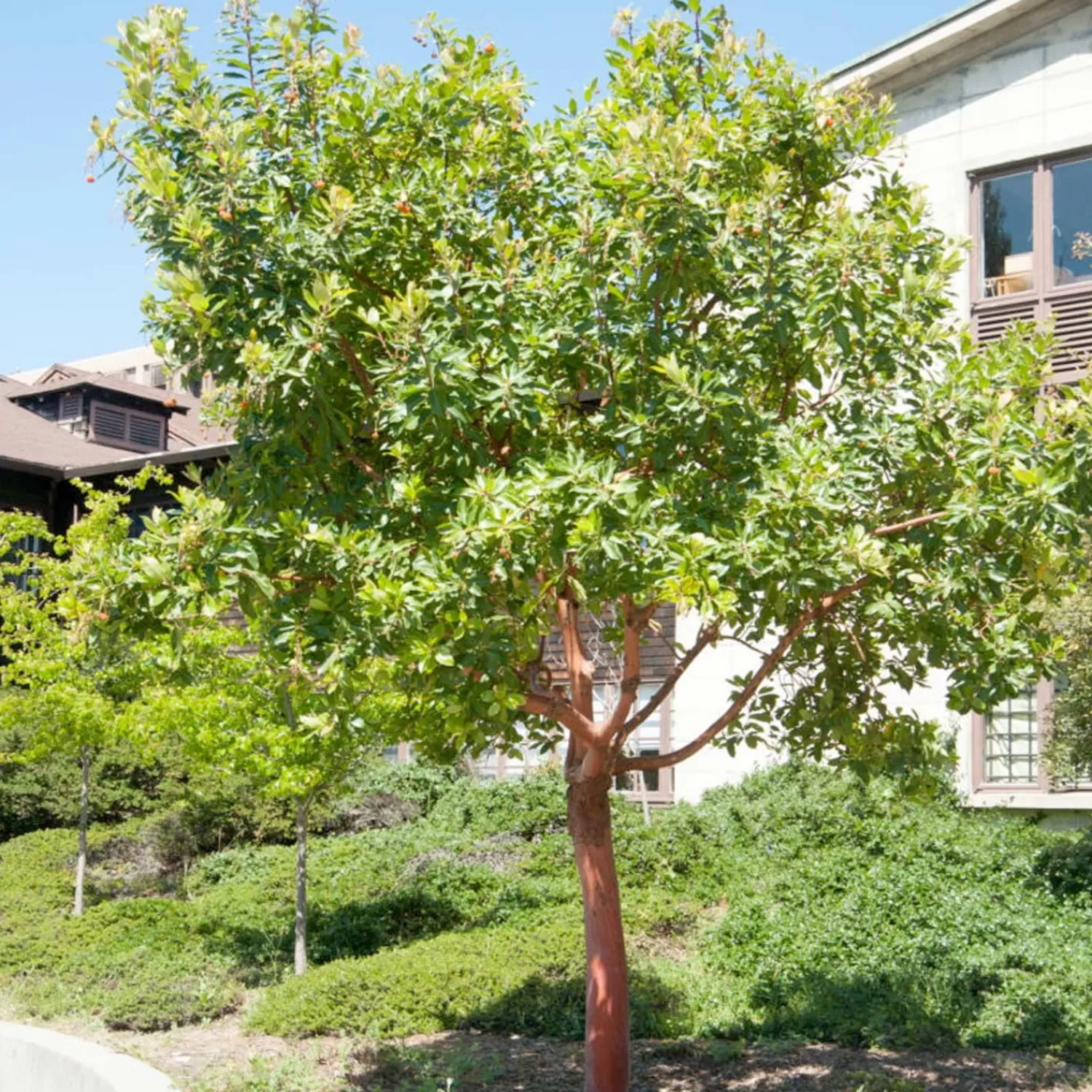 Arbutus 'Marina' - Marina Strawberry Tree - 5 Gallon>Roger's Gardens Clearance