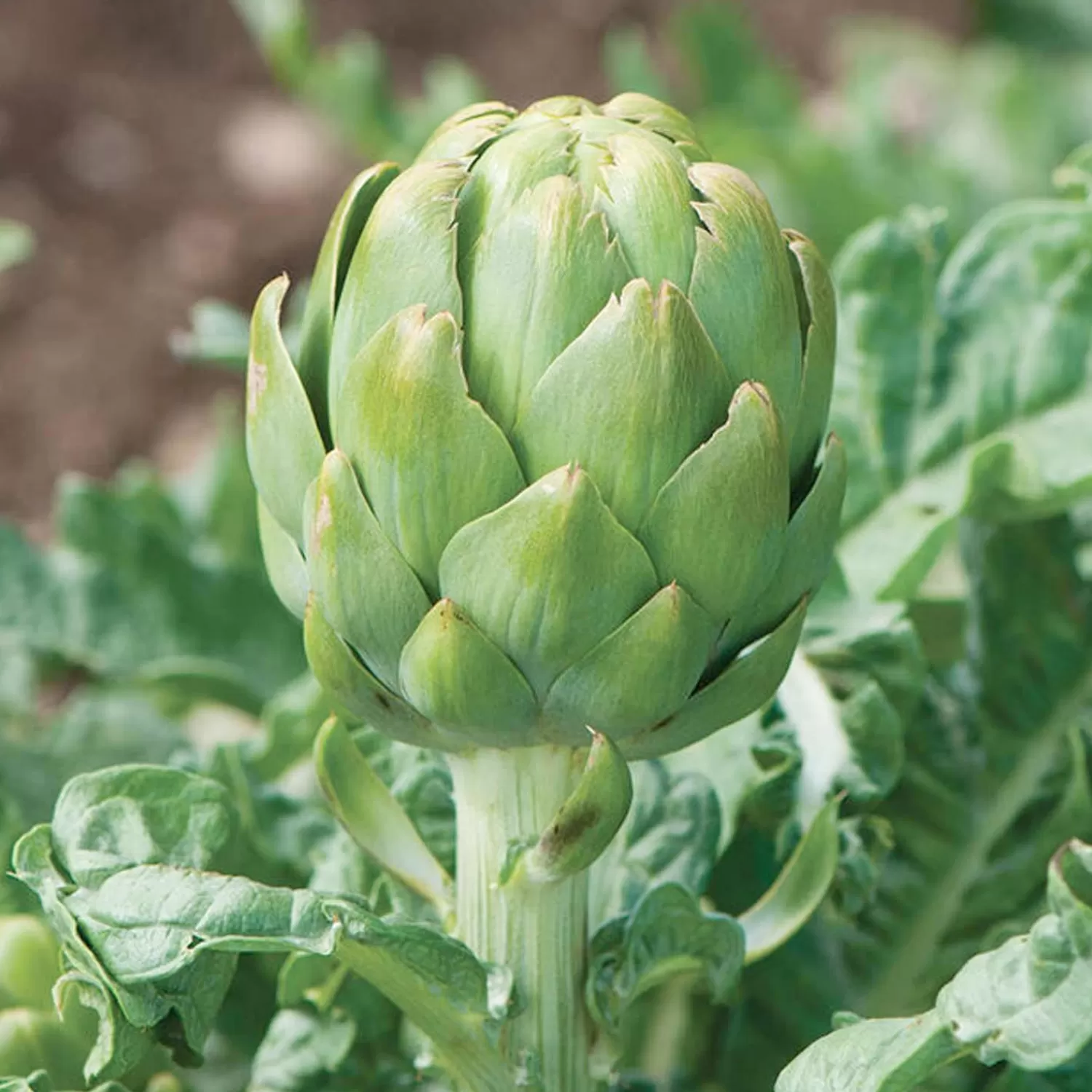 Artichoke 'Imperial Star' - #2 Gallon>Roger's Gardens Best