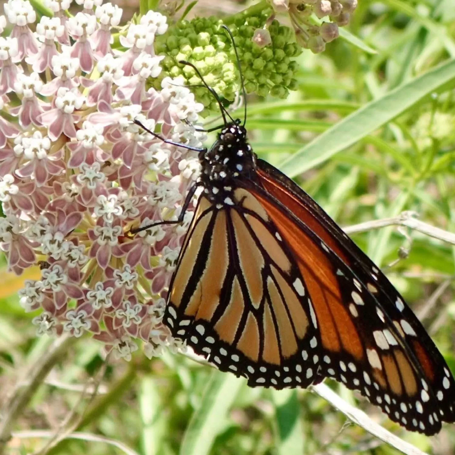 Asclepias Fascicularis - Native Narrowleaf Milkweed - 1 Gallon>Roger's Gardens Store