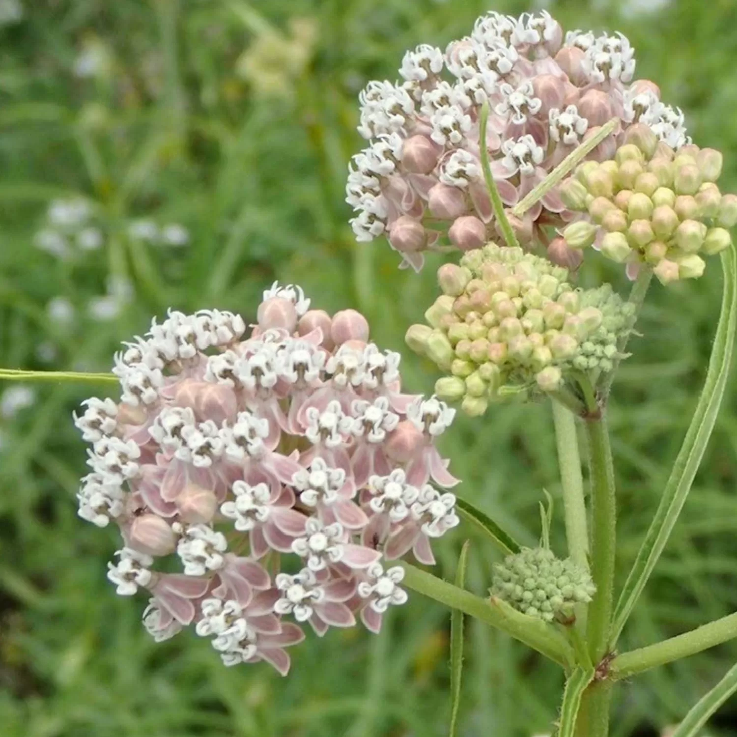 Asclepias Fascicularis - Native Narrowleaf Milkweed - 1 Gallon>Roger's Gardens Store