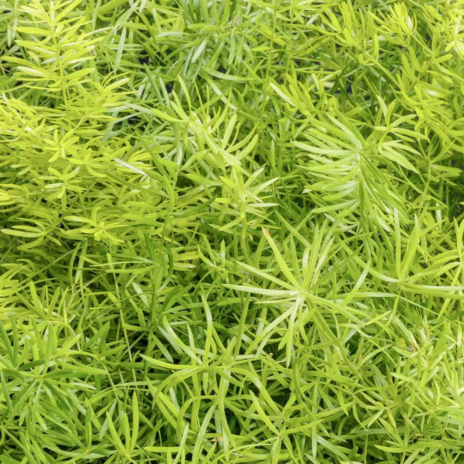 Asparagus A. 'Compacta' - Compact Sprenger Asparagus Fern - 1 Gallon>Roger's Gardens Store