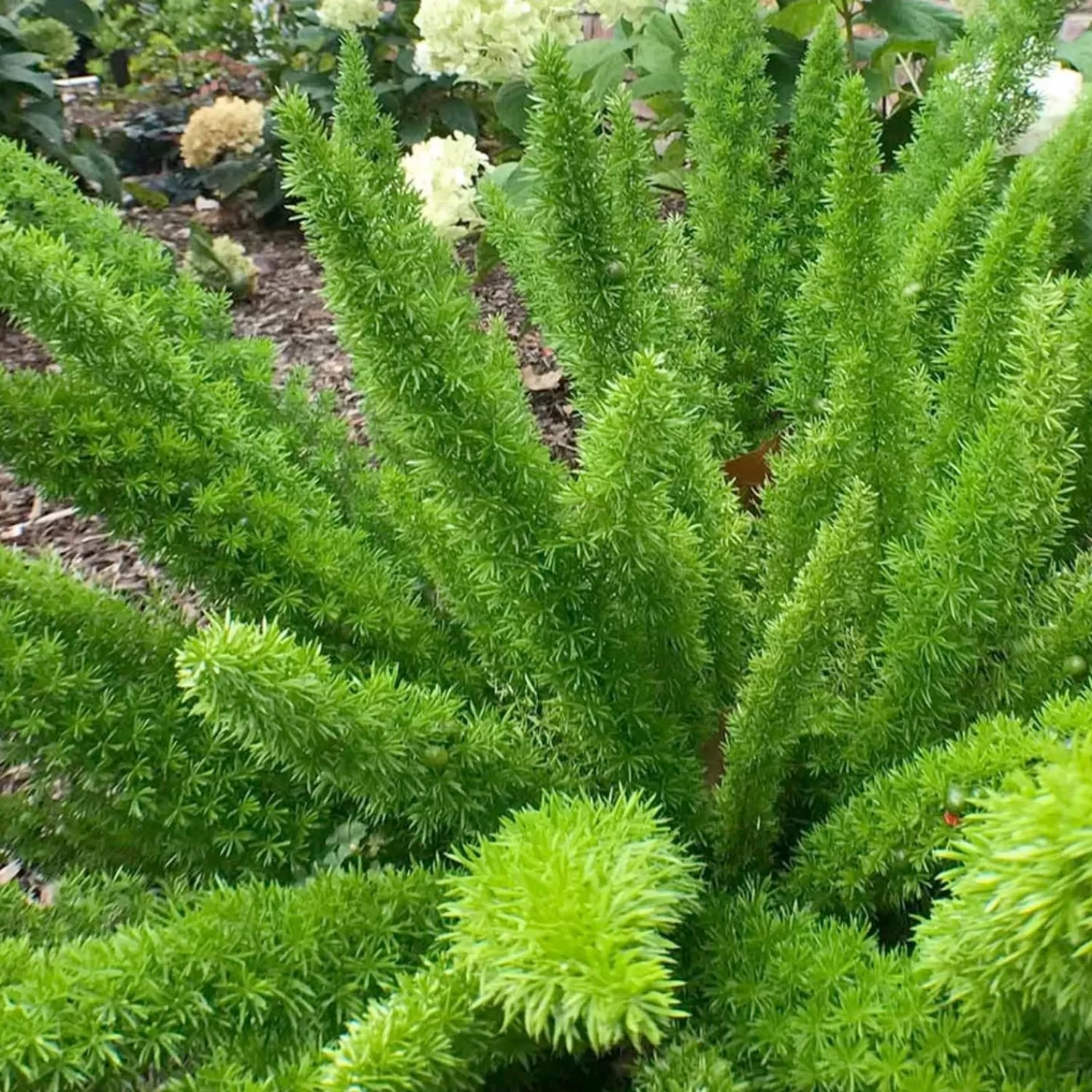 Asparagus Densiflorus 'Myers' - Foxtail Fern - 1 Gallon>Roger's Gardens Online