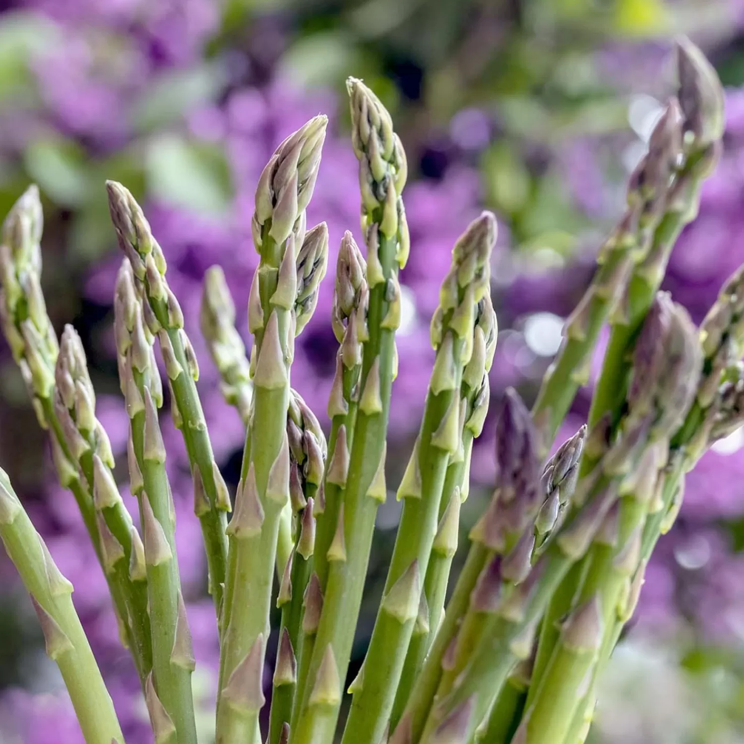 Asparagus Officinalis 'Mary Washington' - #1 Gallon>Roger's Gardens Best Sale