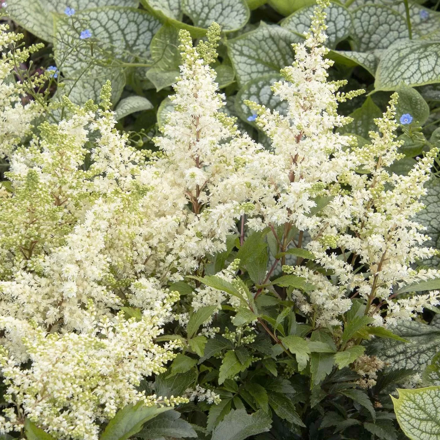 Astilbe 'Happy Day' - Happy Day Astilbe - 1 Gallon>Roger's Gardens Outlet