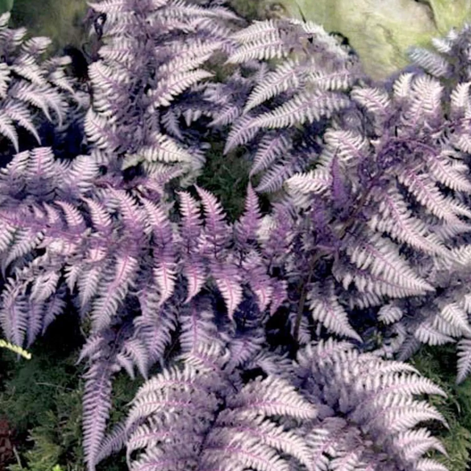 Athyrium Niponicum 'Pictum' - Japanese Painted Fern - 1 Gallon>Roger's Gardens Online