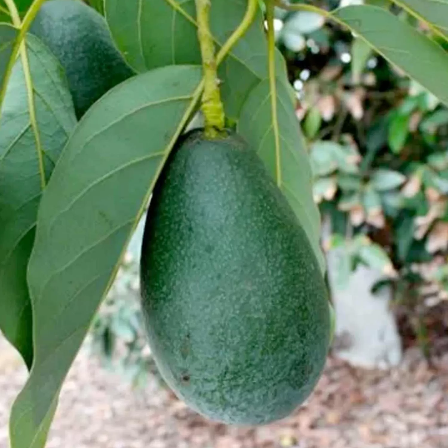 Avocado 'Bacon' - #5 Gallon>Roger's Gardens Best