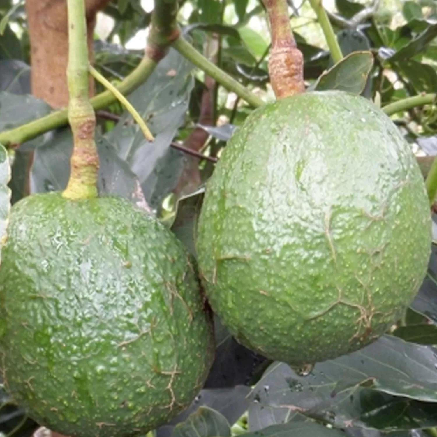 Avocado 'Carmen-Hass' - #5 Gallon>Roger's Gardens New