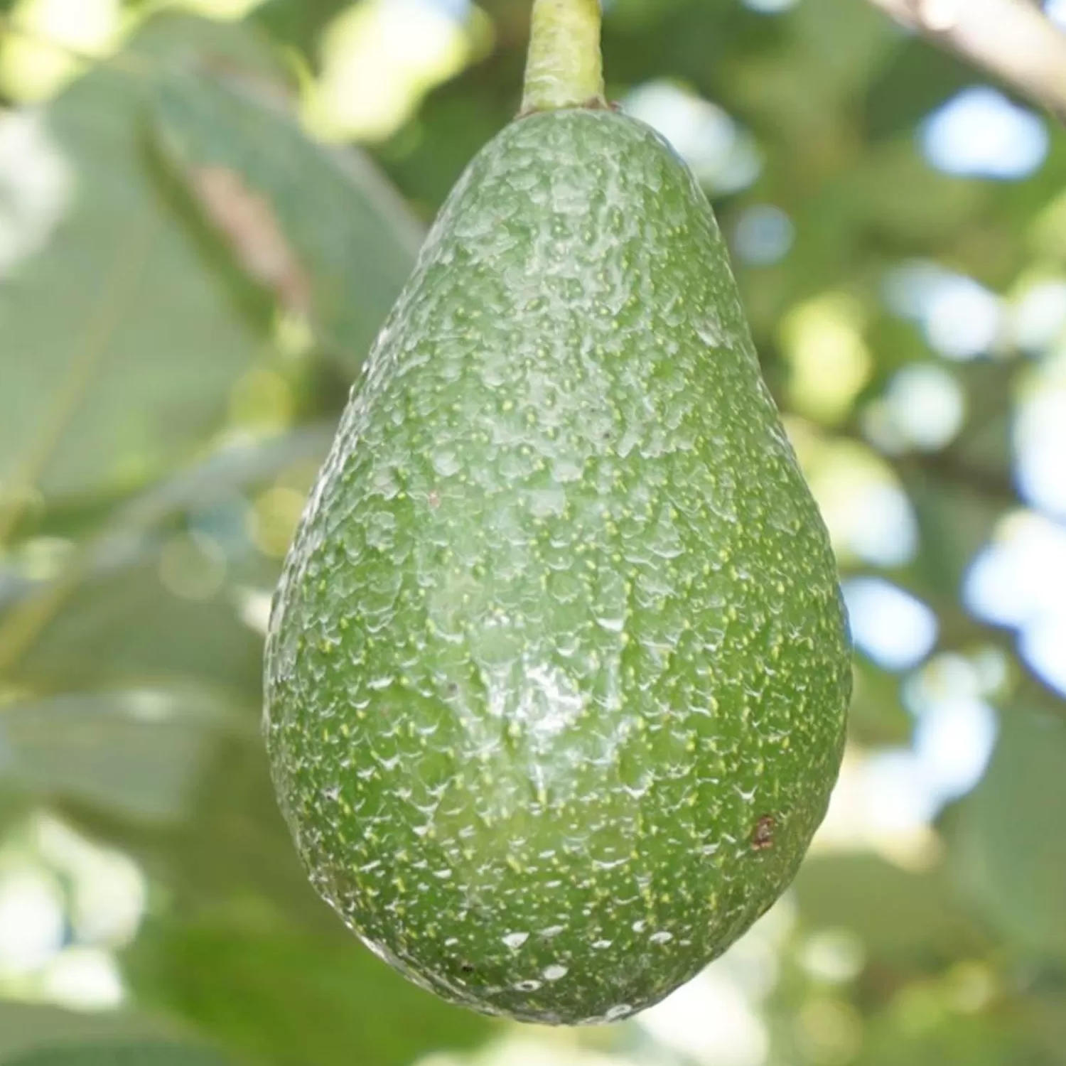 Avocado 'Edranol' - #5 Gallon>Roger's Gardens Best