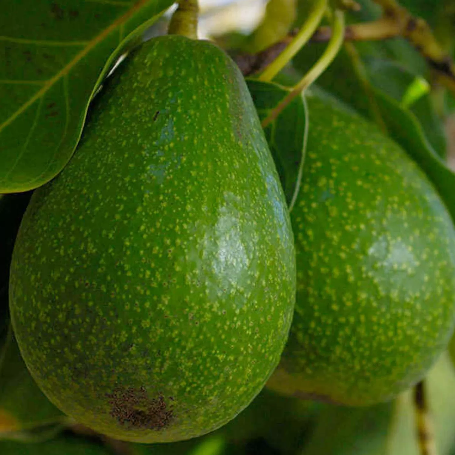 Avocado 'Fuerte' - #5 Gallon>Roger's Gardens Flash Sale