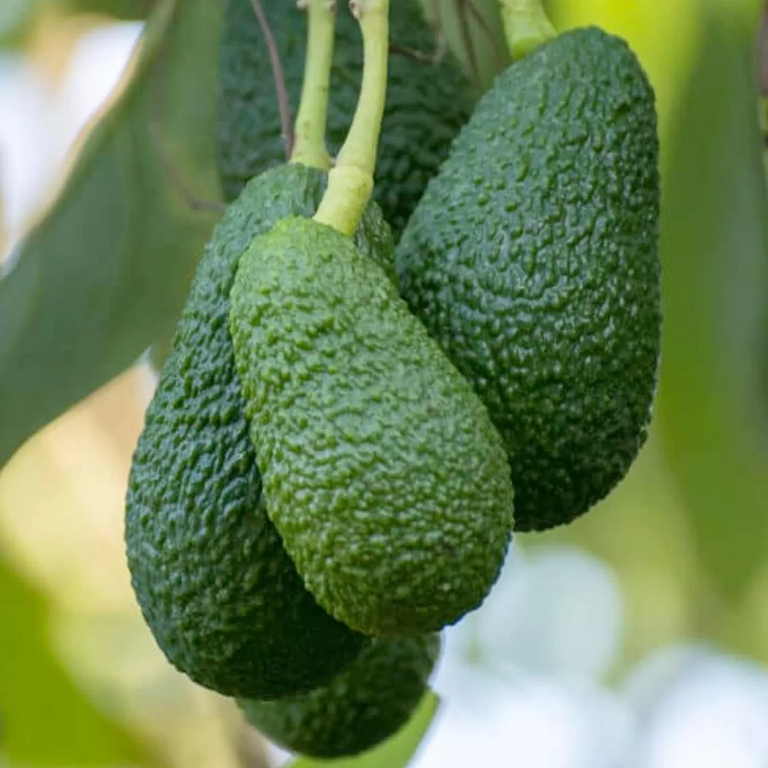 Avocado 'Hass On Toro Canyon' - #15 Gallon>Roger's Gardens Outlet