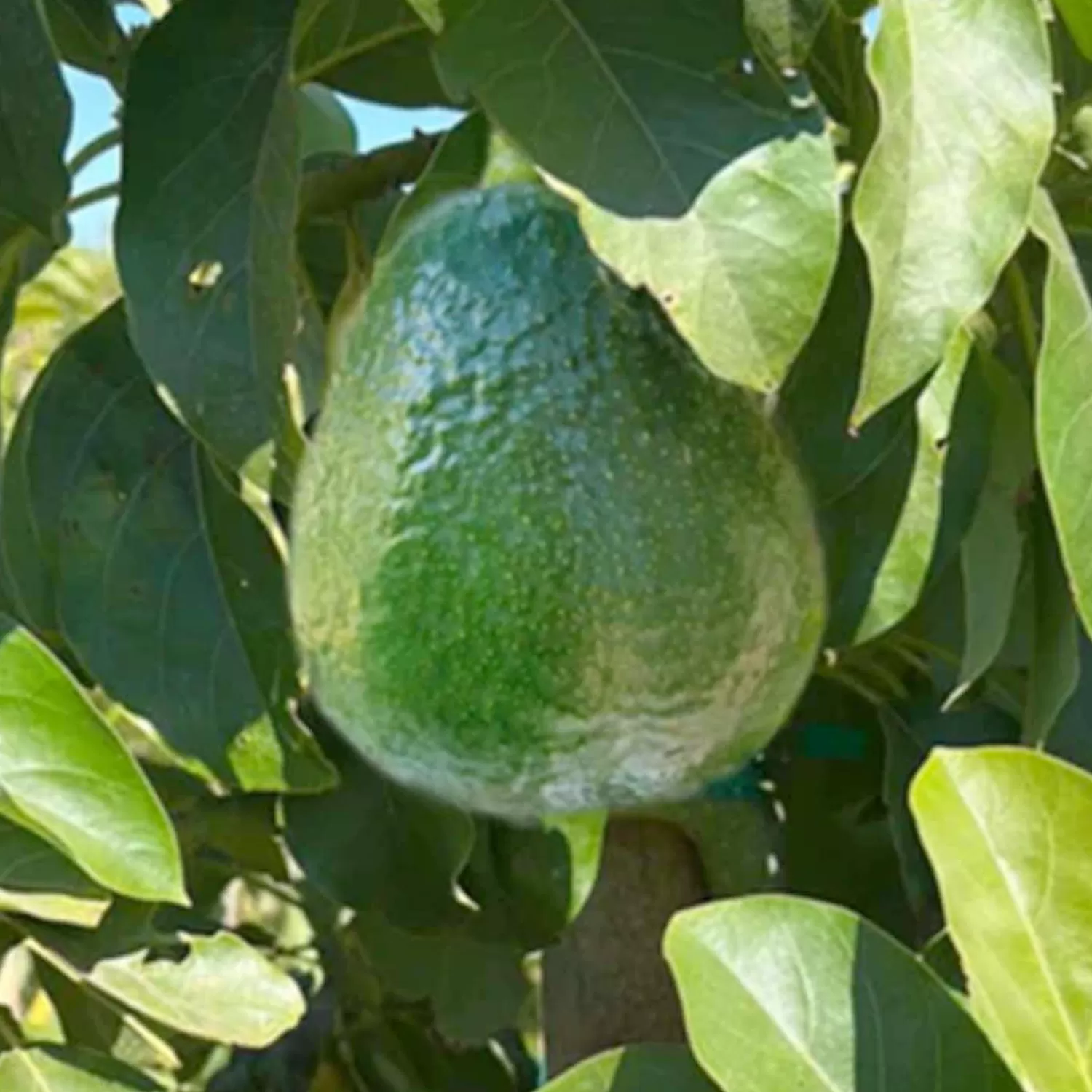 Avocado 'Holiday (Dwarf)' - #5 Gallon>Roger's Gardens Hot