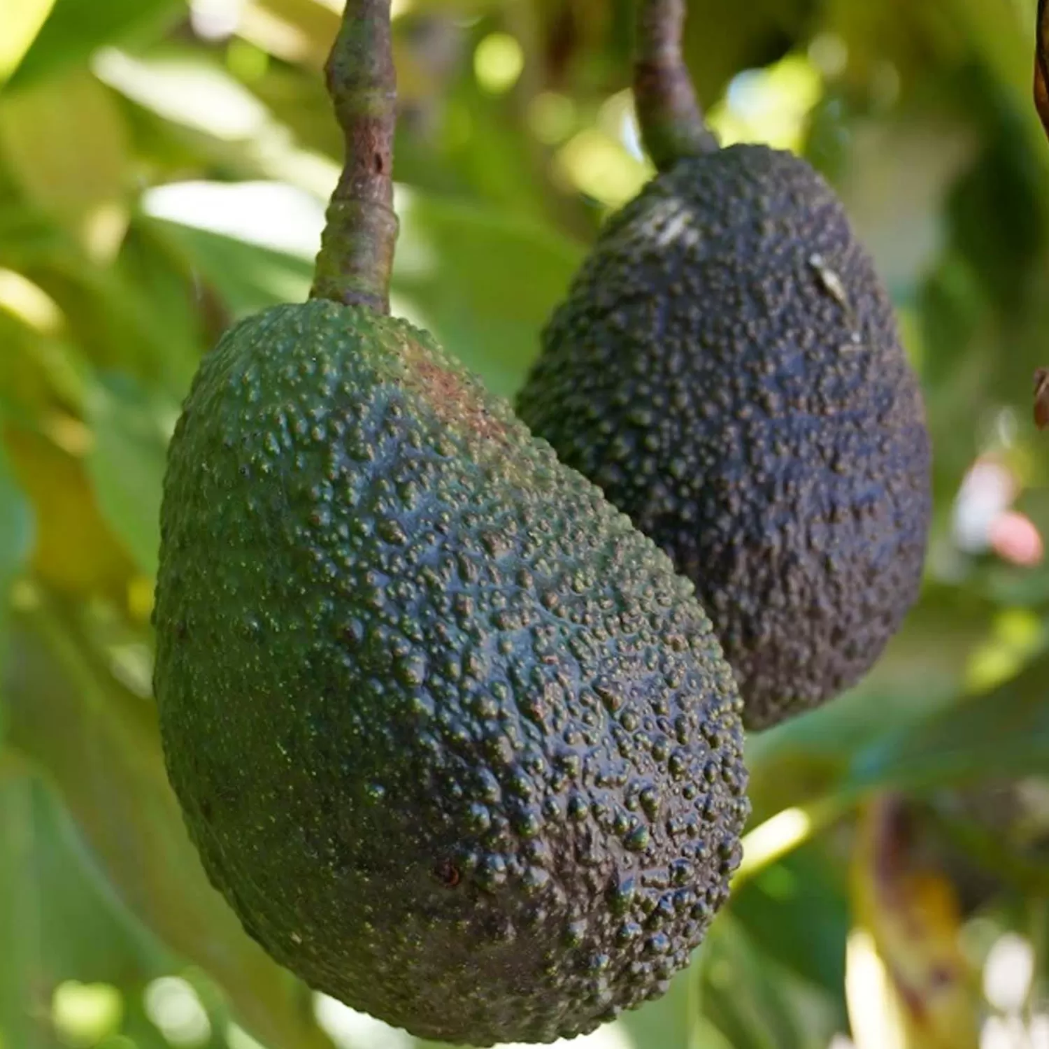 Avocado 'Leavens Hass' - #5 Gallon>Roger's Gardens Outlet