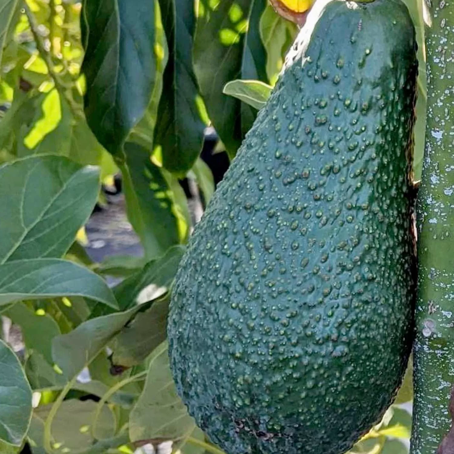 Avocado 'Pinkerton' - #5 Gallon>Roger's Gardens Cheap