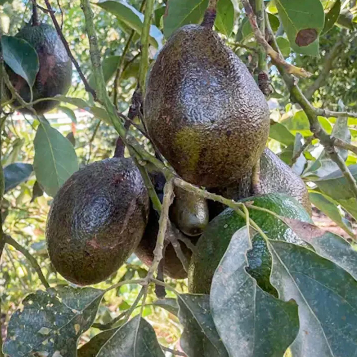 Avocado 'Queen' - #5 Gallon>Roger's Gardens Best