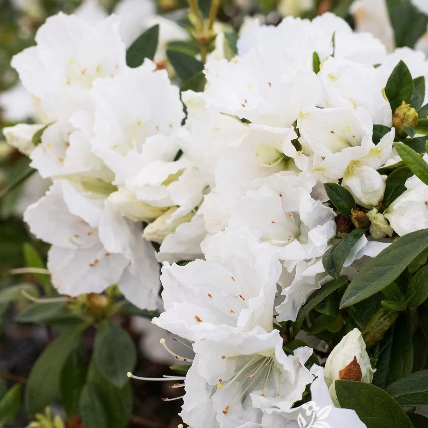 Azalea Indica 'Alaska' - Alaska Azalea - 5 Gallon>Roger's Gardens Clearance