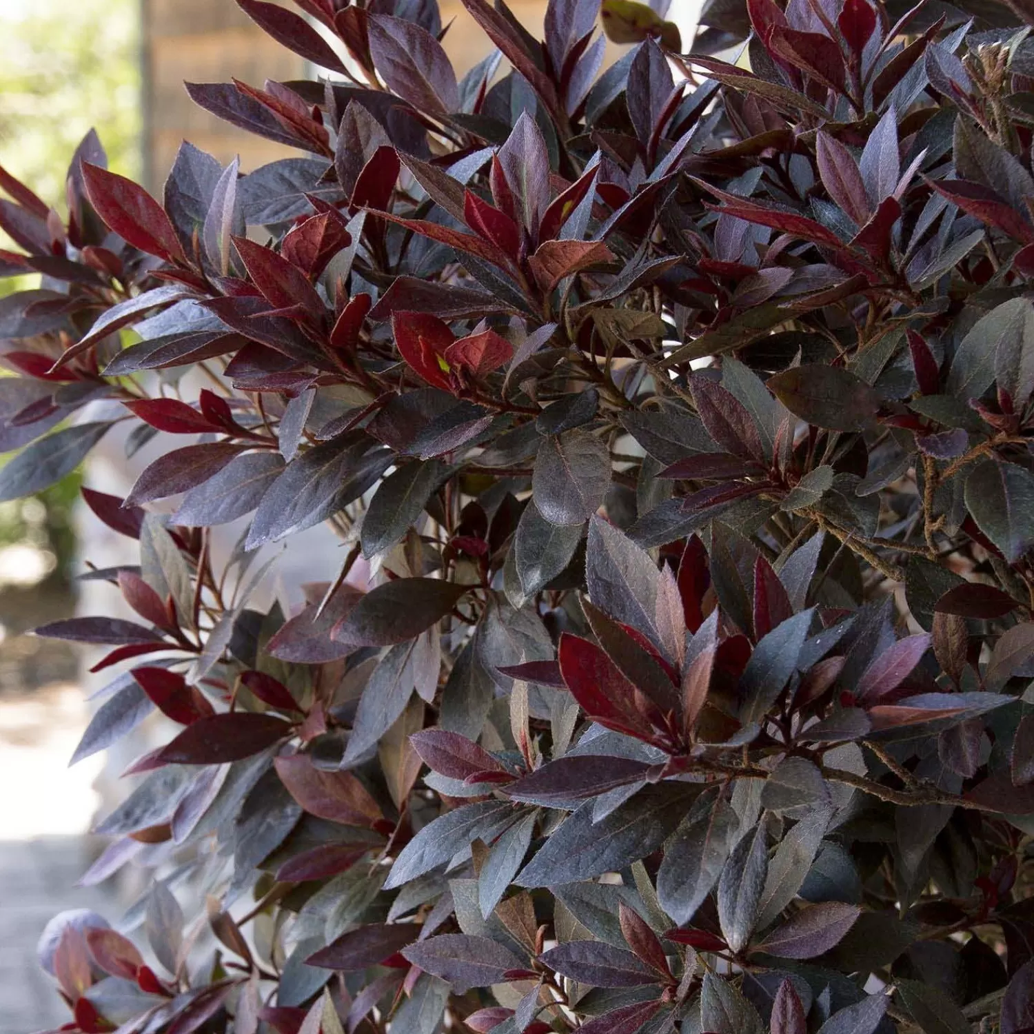 Azalea 'Little John' - Little John Azalea - 1 Gallon>Roger's Gardens Best