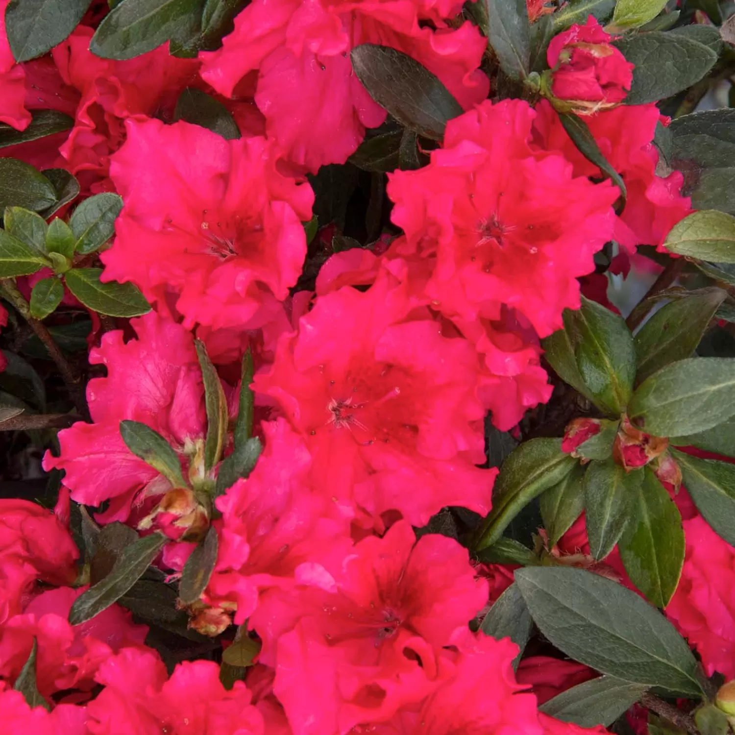 Azalea 'Red Ruffles' - Red Ruffles Azalea - 2 Gallon>Roger's Gardens Store