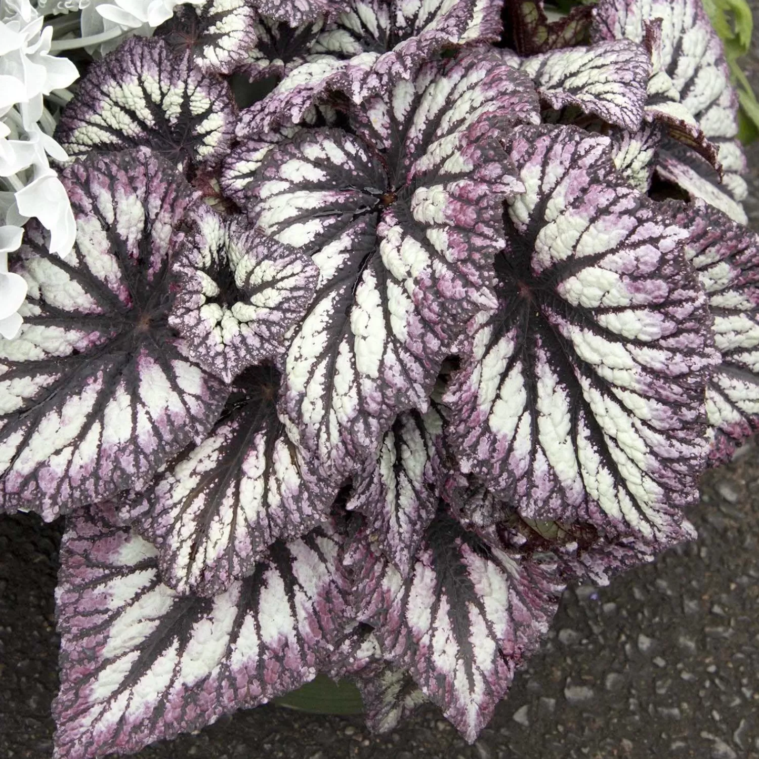 Begonia 'Fireworks' - Fireworks Rex Begonia - 2 Gallon>Roger's Gardens Best Sale