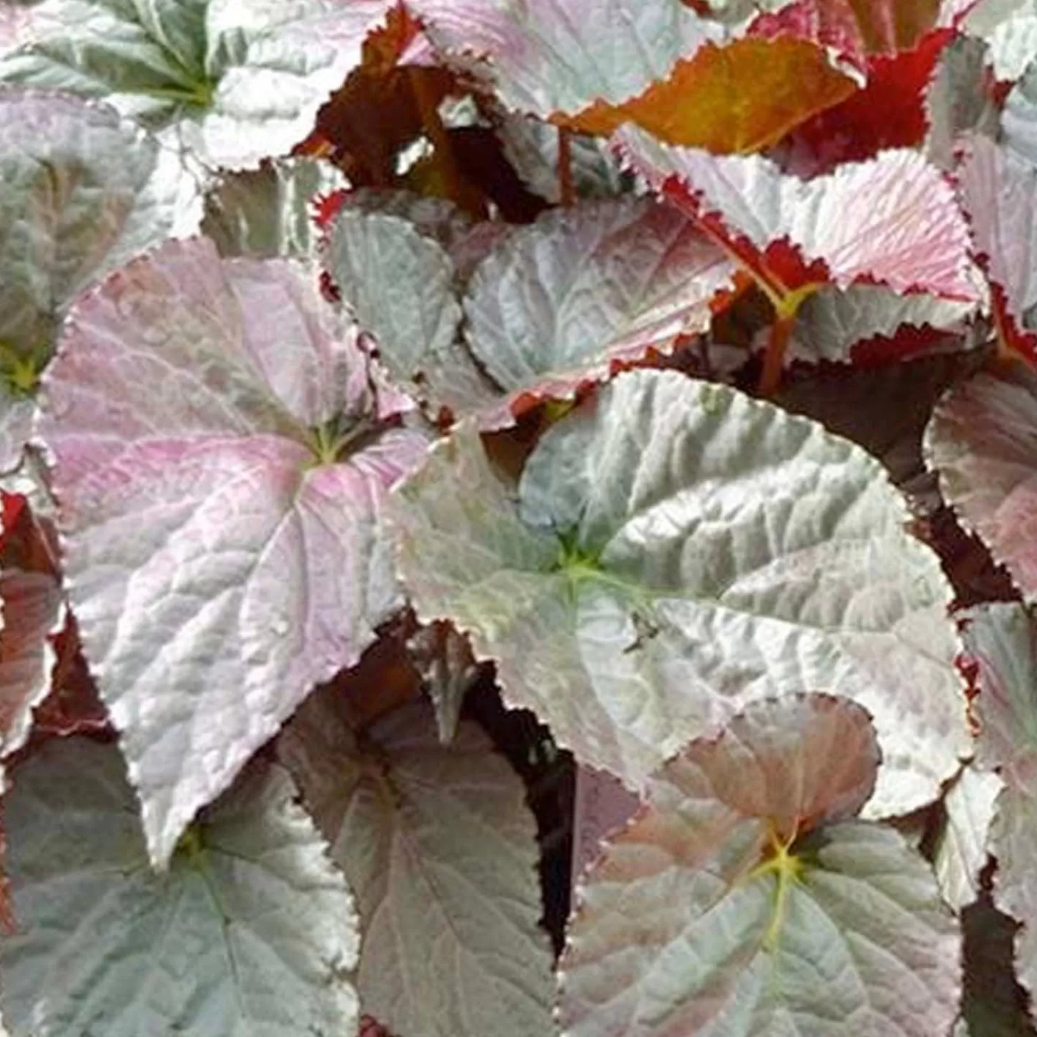 Begonia 'silver Treasure'™ - Silver Treasure Begonia - 2 Gallon>Roger's Gardens Sale