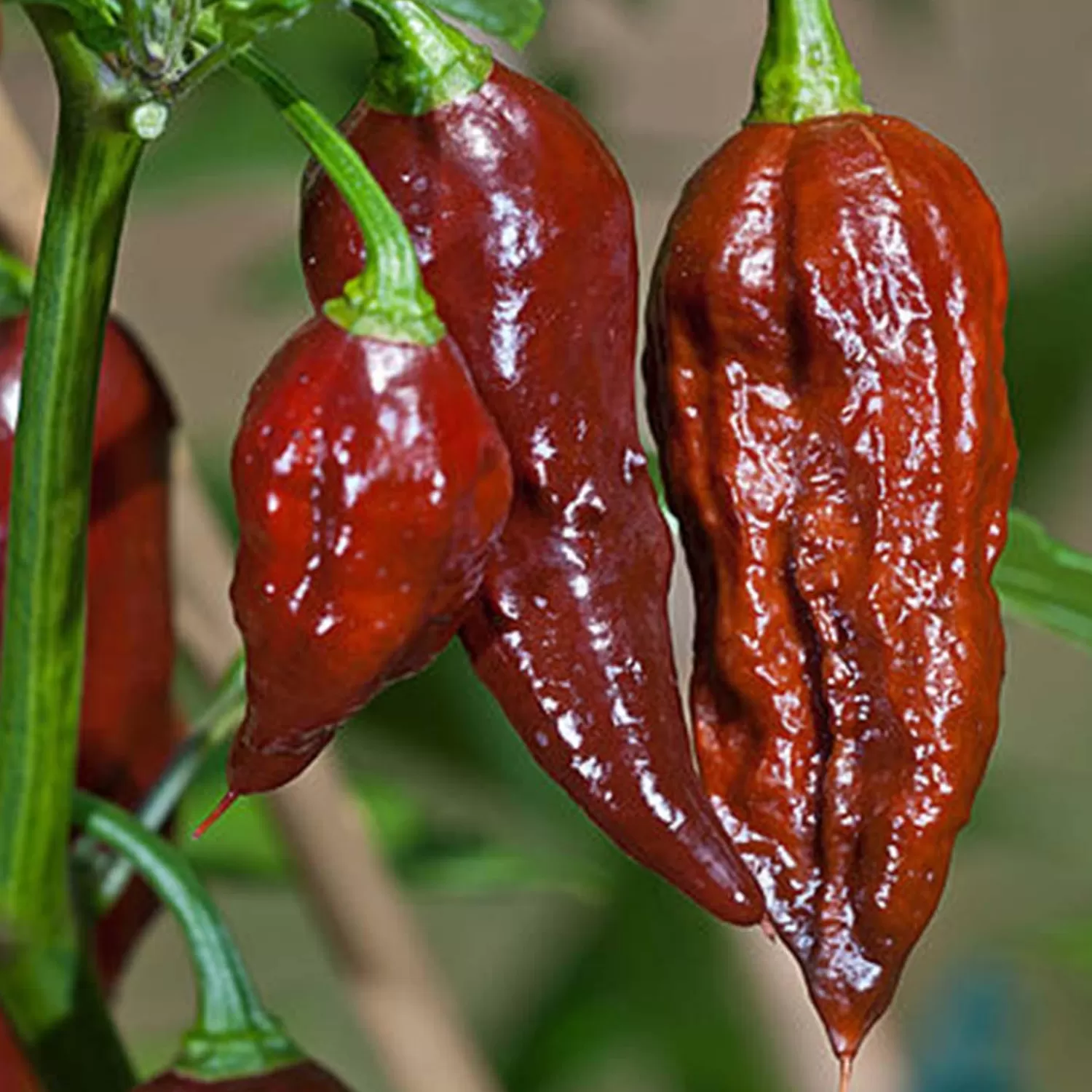 Bhut Jolokia (Ghost) Chocolate - 4" Pot>Roger's Gardens Shop