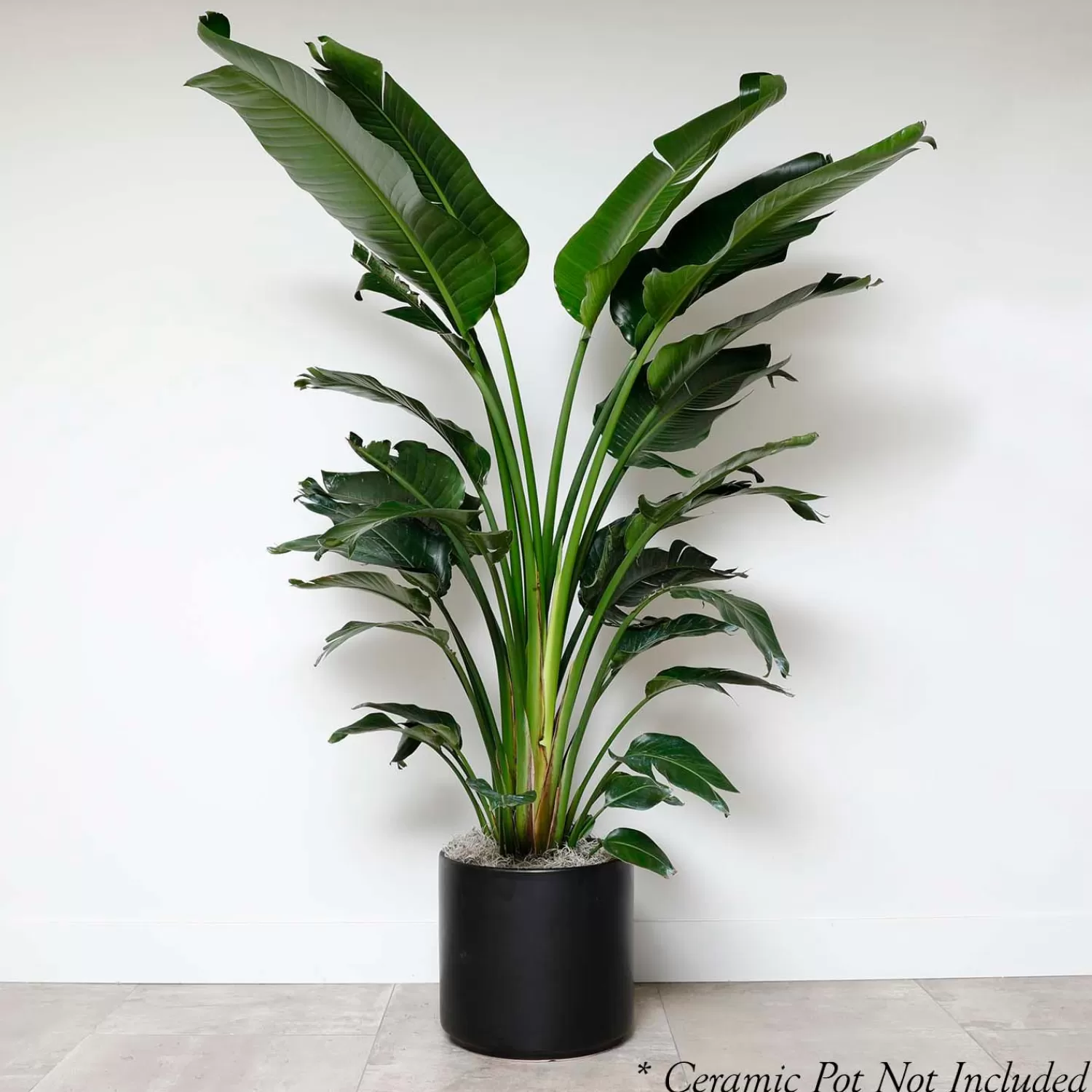 Bird Of Paradise - Strelitzia Nicolai - 14In>Roger's Gardens Best Sale